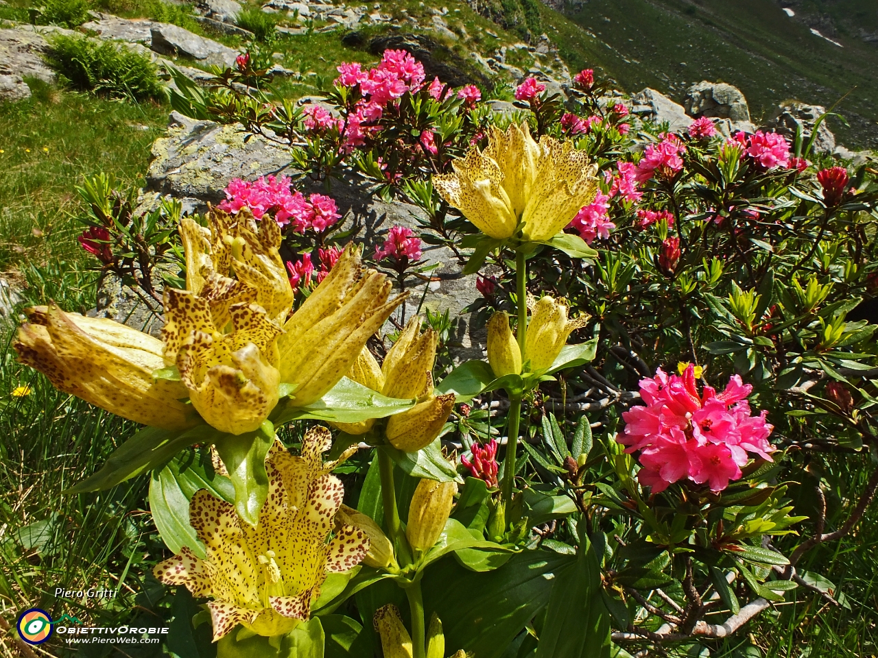 98 Giallo genziana, rosso rododendro....JPG